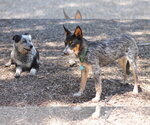 Small #2 Mutt