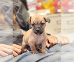 Small #3 Mutt