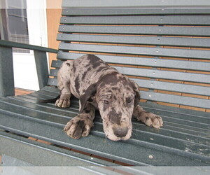 Great Dane Puppy for sale in KOKOMO, IN, USA
