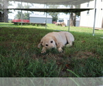 Small Photo #6 Golden Retriever Puppy For Sale in LA RUSSELL, MO, USA