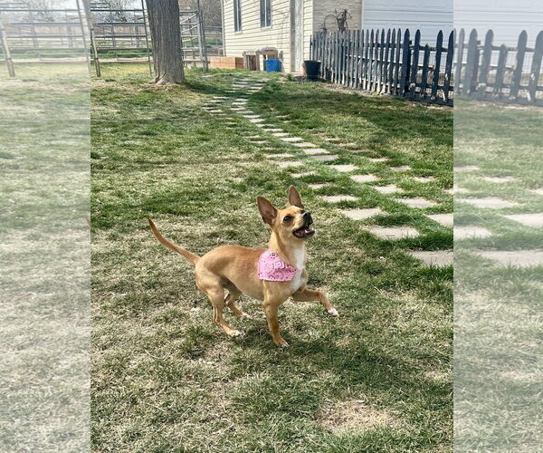 Medium Photo #4 Chihuahua Puppy For Sale in Sandy, UT, USA
