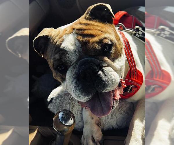 Medium Photo #1 Bulldog Puppy For Sale in Camarillo, CA, USA