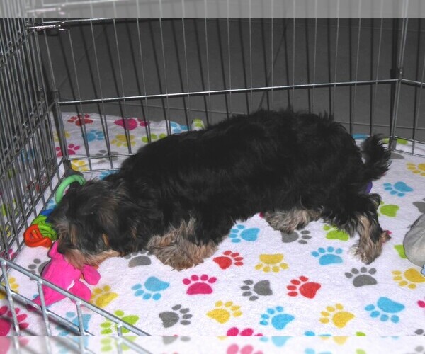 Medium Photo #13 Havashire Puppy For Sale in ORO VALLEY, AZ, USA