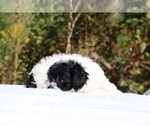 Small #14 ShihPoo