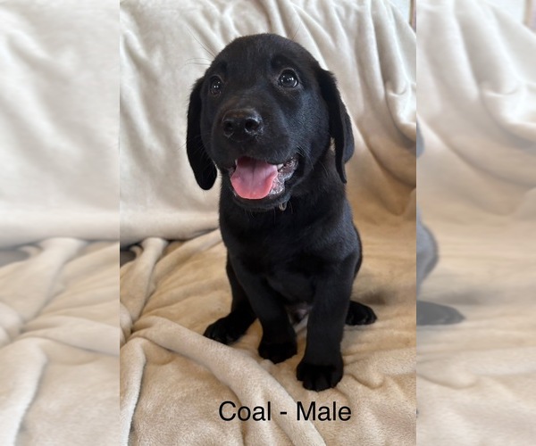 Medium Photo #5 Labrador Retriever Puppy For Sale in OVID, MI, USA