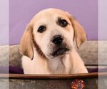 Small Photo #7 Borador Puppy For Sale in Sheridan, CO, USA