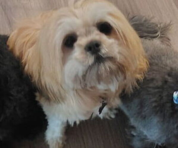 Medium Photo #1 Mal-Shi Puppy For Sale in FUQUAY VARINA, NC, USA