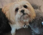 Small Photo #1 Mal-Shi Puppy For Sale in FUQUAY VARINA, NC, USA