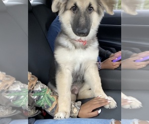 German Shepherd Dog-Unknown Mix Puppy for sale in AIKEN, SC, USA