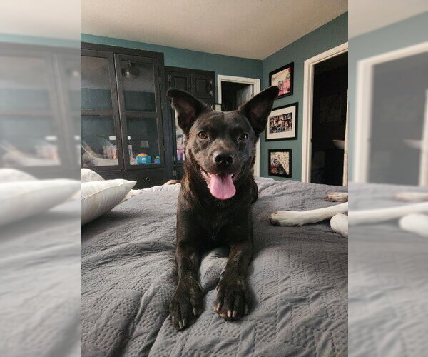 Medium Photo #1 Australian Kelpie-Unknown Mix Puppy For Sale in Chandler, AZ, USA
