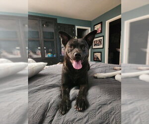 Australian Kelpie-Unknown Mix Dogs for adoption in Chandler, AZ, USA