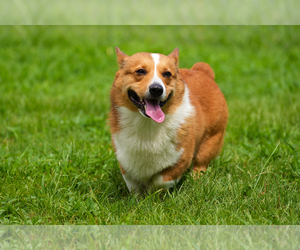 Father of the Pembroke Welsh Corgi puppies born on 06/09/2025