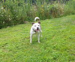Small #16 American Pit Bull Terrier Mix