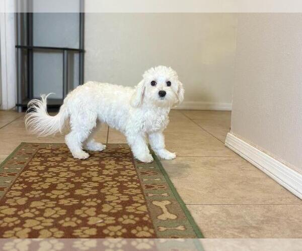 Medium Photo #3 Maltese Puppy For Sale in TUCSON, AZ, USA