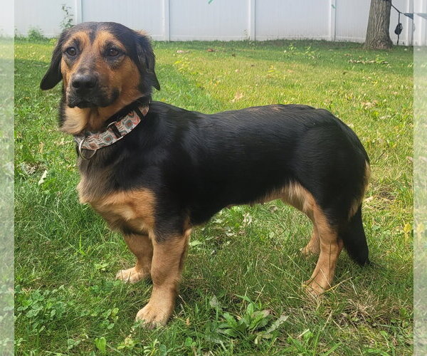 Medium Photo #1 Basset Hound-Unknown Mix Puppy For Sale in Brooklyn Center, MN, USA