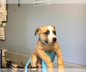 Mutt Dogs for adoption in Riverside, CA, USA