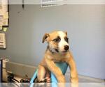 RUBY - Female Mutt Dog for Adoption - Small photo