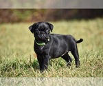 Small #2 Pug
