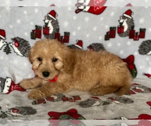 Goldendoodle (Miniature) Puppy for sale in LANCASTER, PA, USA