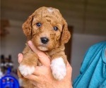 Small #1 Poodle (Standard)