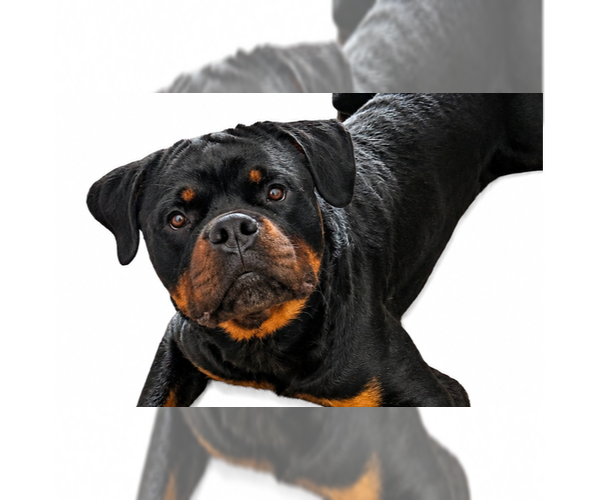 Medium Photo #1 Rottweiler Puppy For Sale in Gilbert, AZ, USA