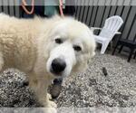 Small Great Pyrenees