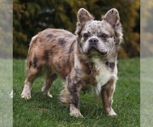 Father of the French Bulldog puppies born on 04/15/2025