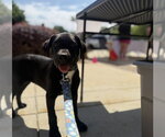 Small #3 Labrador Retriever Mix
