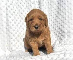 Goldendoodle (Miniature) Puppy for sale in ROCKVILLE, IN, USA
