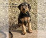 Puppy Lt Green Airedale Terrier