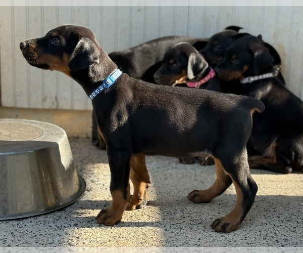 Medium Photo #19 Doberman Pinscher Puppy For Sale in NEWTON, NC, USA