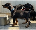 Small #18 Doberman Pinscher