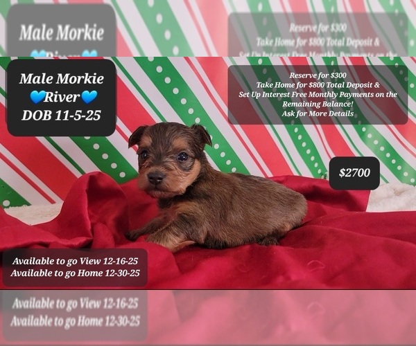 Medium Photo #1 Morkie Puppy For Sale in TUCSON, AZ, USA