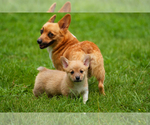 Puppy 2 Pembroke Welsh Corgi