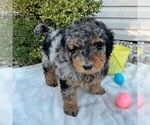 Small Photo #3 Goldendoodle (Miniature) Puppy For Sale in NEWPORT, PA, USA