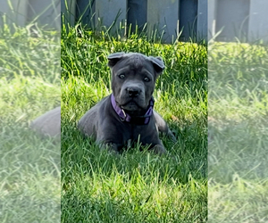 Cane Corso Puppy for Sale in JOLIET, Illinois USA