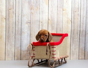 Dachshund Puppy for sale in PORTSMOUTH, OH, USA