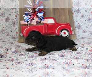 Dachshund Puppy for sale in CHANUTE, KS, USA
