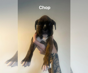 Boxer Puppy for Sale in ELKHART, Indiana USA
