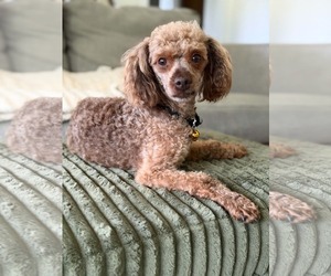 Linden - Male Poodle (Miniature) Dog for Adoption - Photo #2
