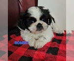 Puppy Romeo Shih Tzu