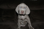 Small Photo #11 Neapolitan Mastiff-Weimaraner Mix Puppy For Sale in ROME, GA, USA
