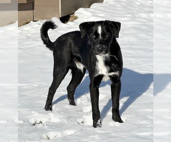 Medium Photo #1 Border Collie-Unknown Mix Puppy For Sale in Genesee, WI, USA