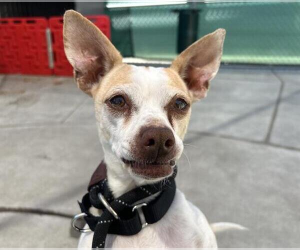 Medium Photo #3 Chihuahua Puppy For Sale in Martinez, CA, USA
