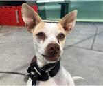 Small #2 Chihuahua