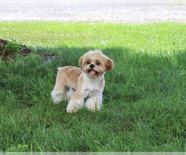 Medium Photo #3 Shih Tzu Puppy For Sale in SYRACUSE, IN, USA