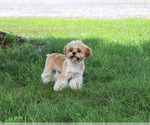 Small #2 Shih Tzu