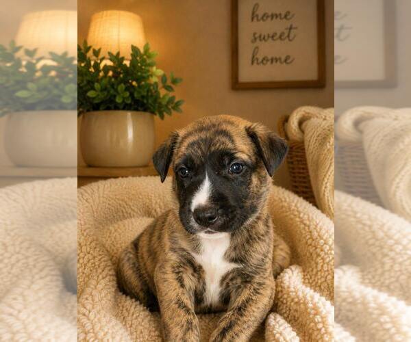 Medium Photo #1 German Shepherd Dog-Unknown Mix Puppy For Sale in Mooresville, NC, USA