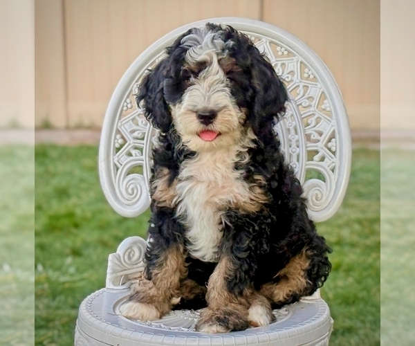Medium Photo #2 Bernedoodle Puppy For Sale in ROY, UT, USA