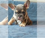 Small Photo #46 French Bulldog Puppy For Sale in MANHATTAN, NY, USA